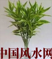 萍乡十二生肖养什么植物最旺财运？你知道吗！